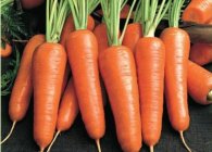 Посадка моркови осенью