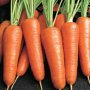 Посадка моркови осенью