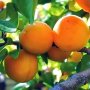 Лучшие сорта абрикоса для Подмосковья