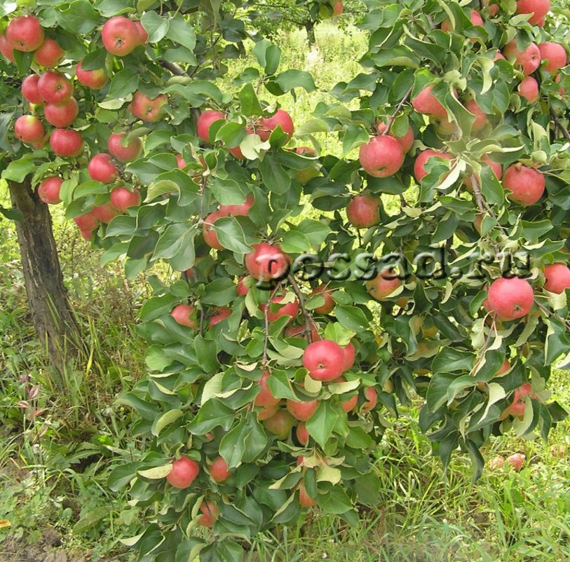 Яблони для Подмосковья сорта, лучшие сорта яблони для Московской области