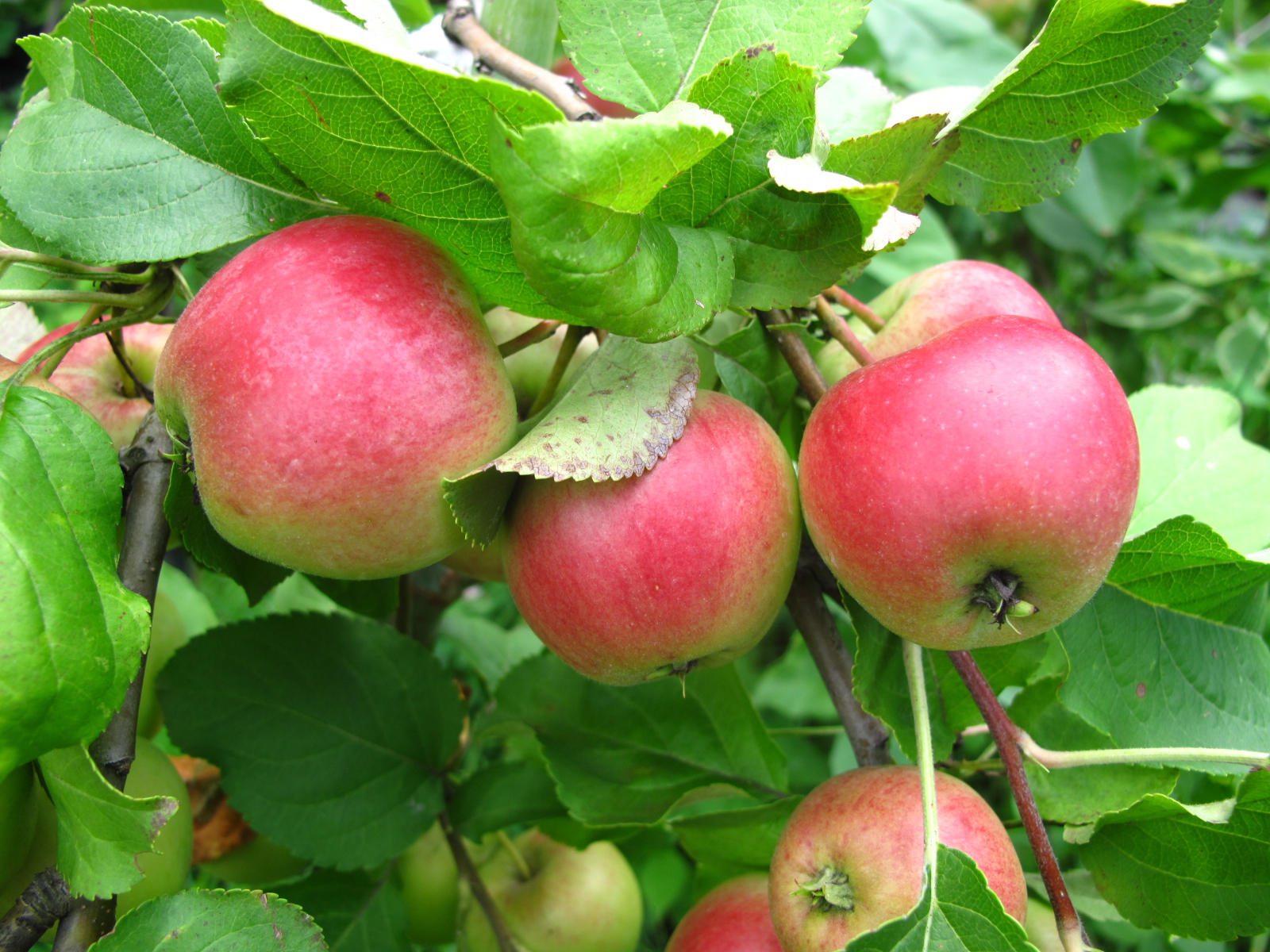 Сорта яблок Псковской области