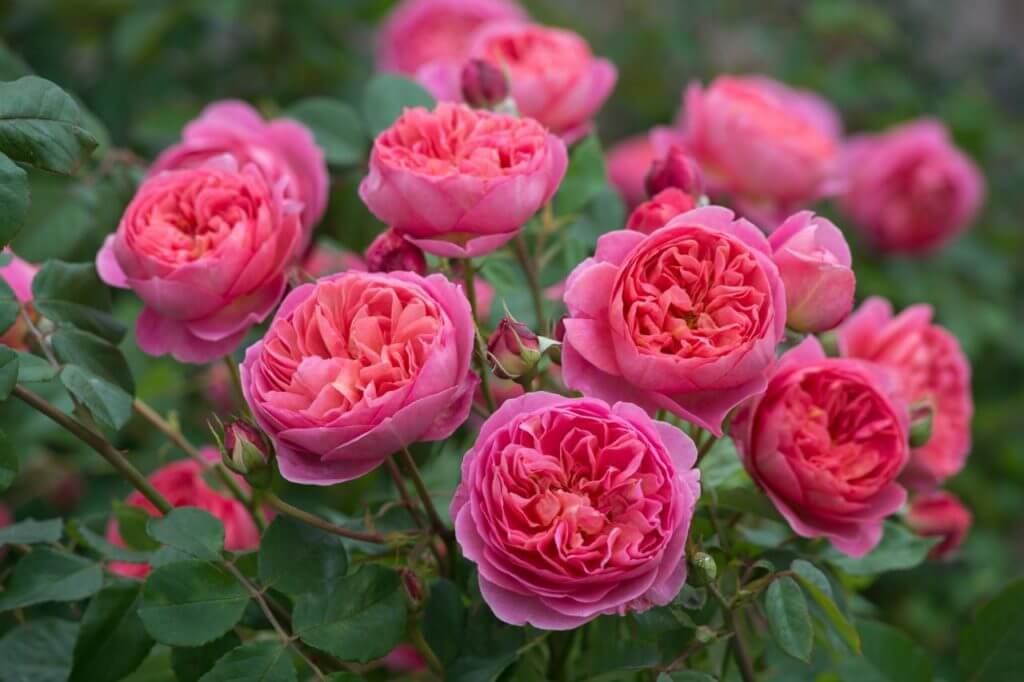 Сорта роз для Приморского края названия, фото, описание