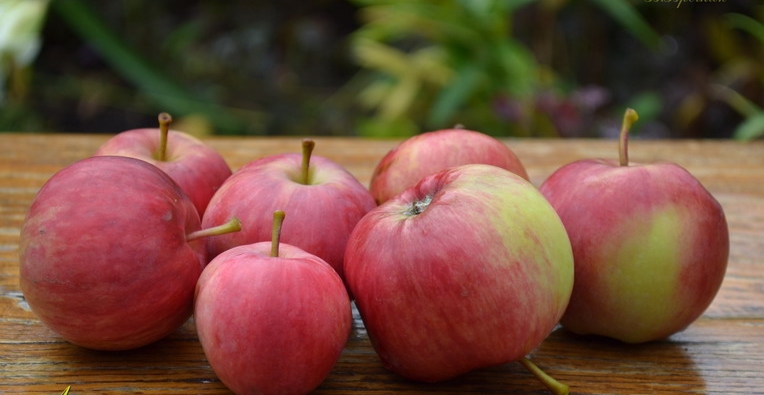 Лучшие сорта яблонь для Урала и Сибири: фото, описание сортов, отзывы