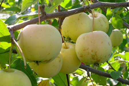 Лучшие сорта яблонь для Урала и Сибири: фото, описание сортов, отзывы