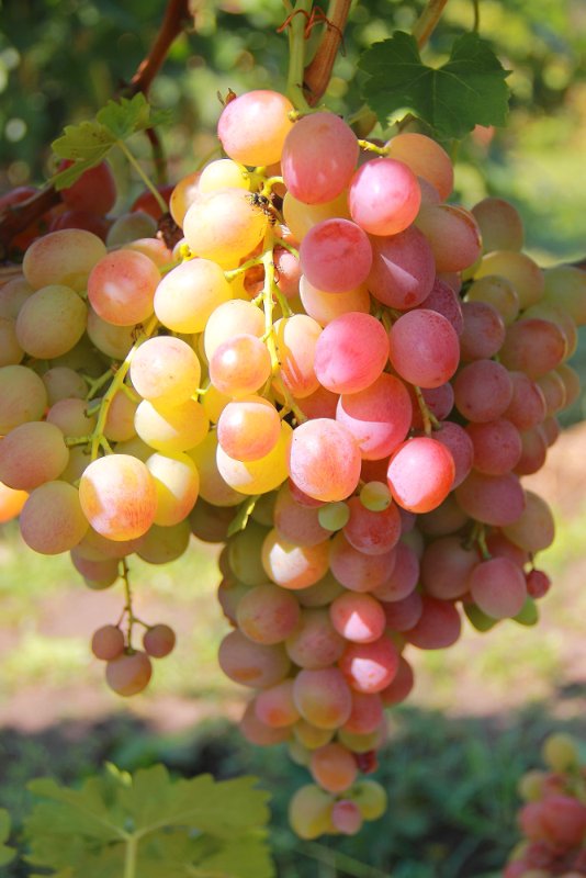 Виноград ливия описание сорта