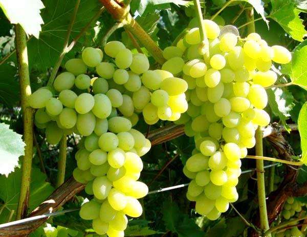 Виноград лора: описание сорта с фото, отзывы, обзор