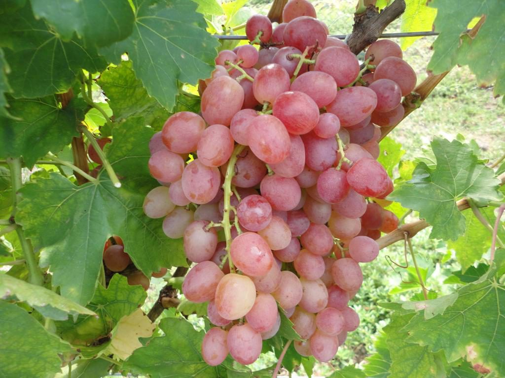 Виноград ливия описание сорта